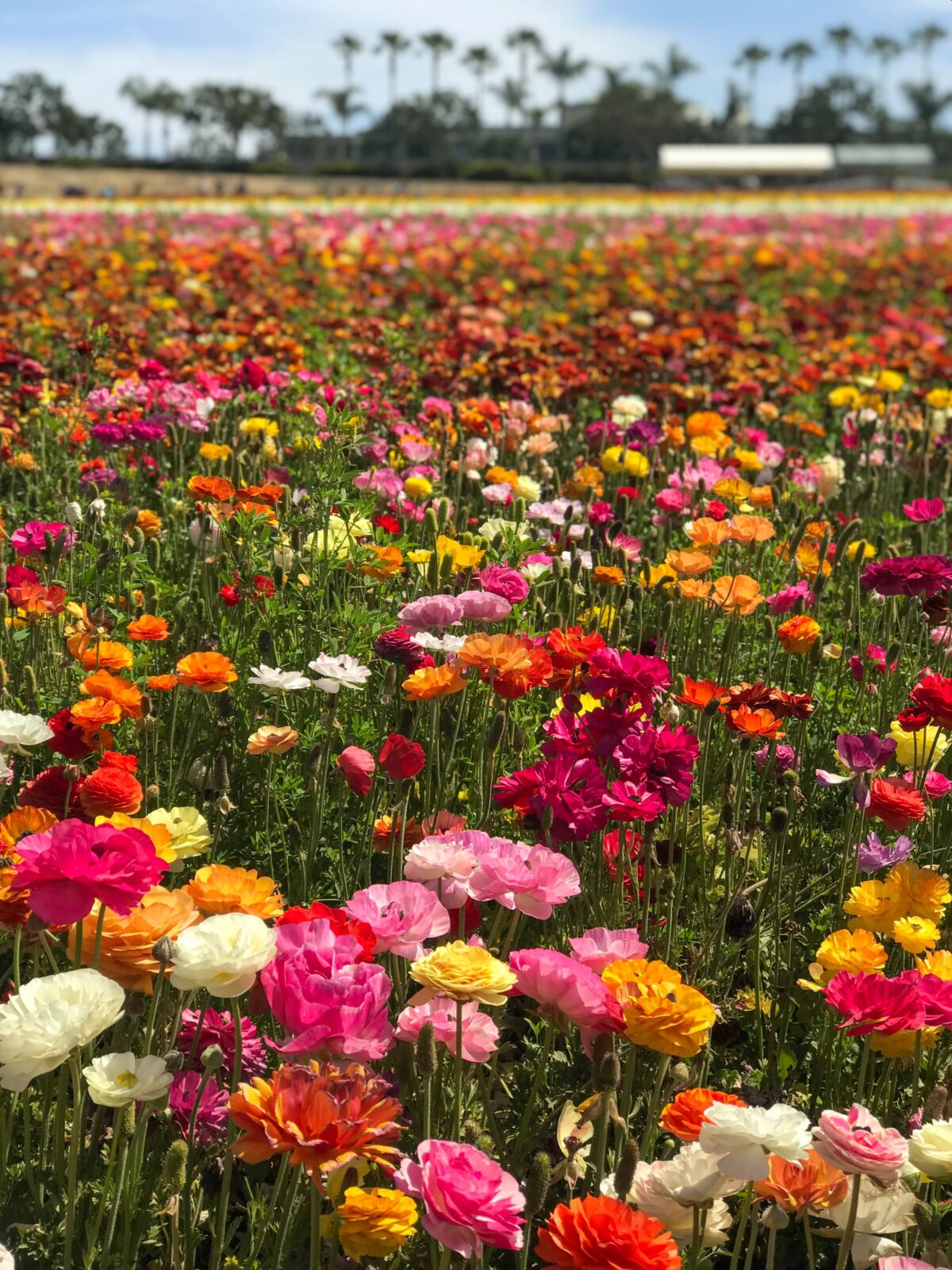 flower field